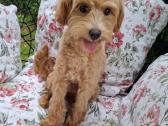 Parduodu nuostabu maltipoo šuniuką - nuotraukos Nr. 3