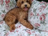 Parduodu nuostabu maltipoo šuniuką - nuotraukos Nr. 5