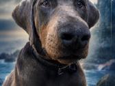 Doberman - nuotraukos Nr. 2