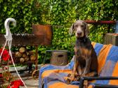 Doberman - nuotraukos Nr. 4