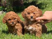 Maltipoo šuniukai - nuotraukos Nr. 4