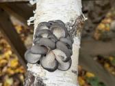 Šitake grybų rąsteliai, shiitake grybai, rąsteliai - nuotraukos Nr. 2
