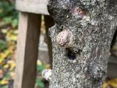 Šitake grybų rąsteliai, shiitake grybai, rąsteliai - nuotraukos Nr. 4