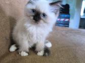 Ragdoll berniukas - nuotraukos Nr. 2