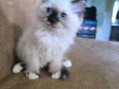 Ragdoll berniukas - nuotraukos Nr. 3