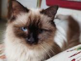 Ragdoll berniukas - nuotraukos Nr. 4