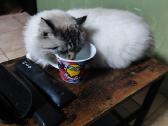 Ragdoll berniukas - nuotraukos Nr. 5