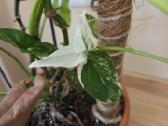 Parduodu Syngonium augalą - nuotraukos Nr. 2