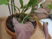 Parduodu Syngonium augalą - nuotraukos Nr. 3