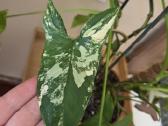 Parduodu Syngonium augalą - nuotraukos Nr. 4