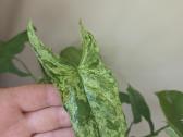 Parduodu Syngonium augalą - nuotraukos Nr. 5