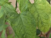 Parduodu Syngonium augalą - nuotraukos Nr. 8