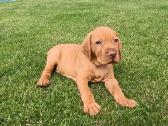 Vizsla Šuniukai pasiruošę keliauti į naujus namus - nuotraukos Nr. 27