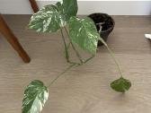 Monstera Variegata - nuotraukos Nr. 2