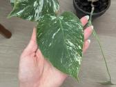 Monstera Variegata - nuotraukos Nr. 3