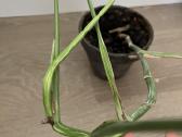 Monstera Variegata - nuotraukos Nr. 5