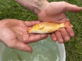 Koi karpiai - nuotraukos Nr. 2