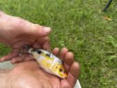 Koi karpiai - nuotraukos Nr. 5
