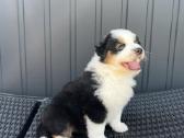 Mini Aussie /Miniatiūrinis amerikos avigan. /Mas - nuotraukos Nr. 2