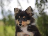 Shetland Sheepdog / Šeltis - nuotraukos Nr. 4
