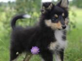 Shetland Sheepdog / Šeltis - nuotraukos Nr. 5