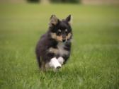 Shetland Sheepdog / Šeltis - nuotraukos Nr. 6