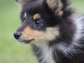 Shetland Sheepdog / Šeltis - nuotraukos Nr. 7
