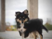 Shetland Sheepdog / Šeltis - nuotraukos Nr. 2