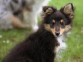 Shetland Sheepdog / Šeltis - nuotraukos Nr. 8