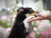 Shetland Sheepdog / Šeltis - nuotraukos Nr. 3
