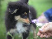 Shetland Sheepdog / Šeltis - nuotraukos Nr. 9