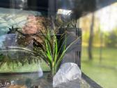 Juwel akvariumas 50 l - nuotraukos Nr. 3