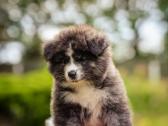 Akita - nuotraukos Nr. 8