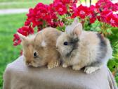 Dekoratyviniai triušiukai - nuotraukos Nr. 6