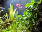 Akvariumas 54 L - nuotraukos Nr. 3