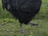 Parduodamas didelis australorpų gaidys - nuotraukos Nr. 2