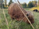 Grynaveisliai 100 % Hailendų buliukai - nuotraukos Nr. 6