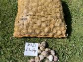 Žieminii česnakai ir svogunai - nuotraukos Nr. 5