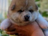 Akita inu vada. - nuotraukos Nr. 5
