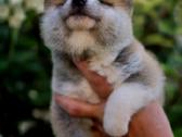 Akita inu vada. - nuotraukos Nr. 6