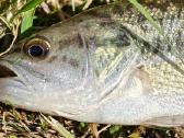 Largemouth bass šiaurės Amerikos ešeriai zuvys - nuotraukos Nr. 2