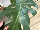 Parduodama Monstera - nuotraukos Nr. 2