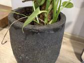 Parduodama Monstera - nuotraukos Nr. 3