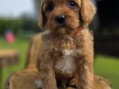 Cavapoo mazyliai - nuotraukos Nr. 2