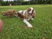 Cavapoo mazyliai - nuotraukos Nr. 3