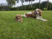 Cavapoo mazyliai - nuotraukos Nr. 4