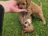 Cavapoo mazyliai - nuotraukos Nr. 5