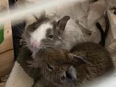 Du jauni degu patinėliai su įranga - nuotraukos Nr. 3