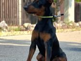 Zwergpinscher - nuotraukos Nr. 2