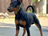 Zwergpinscher - nuotraukos Nr. 3